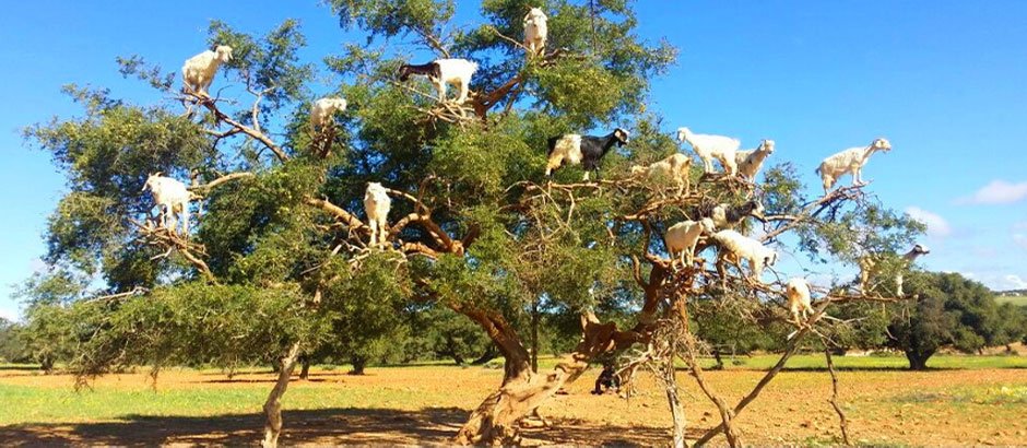 Essaouira one day trip